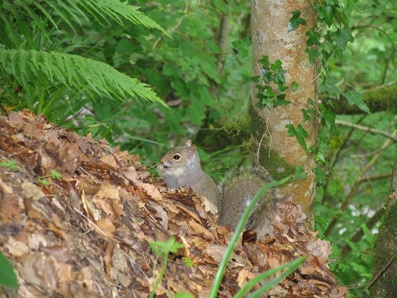 2011-06-05 15-17-41 UK.JPG